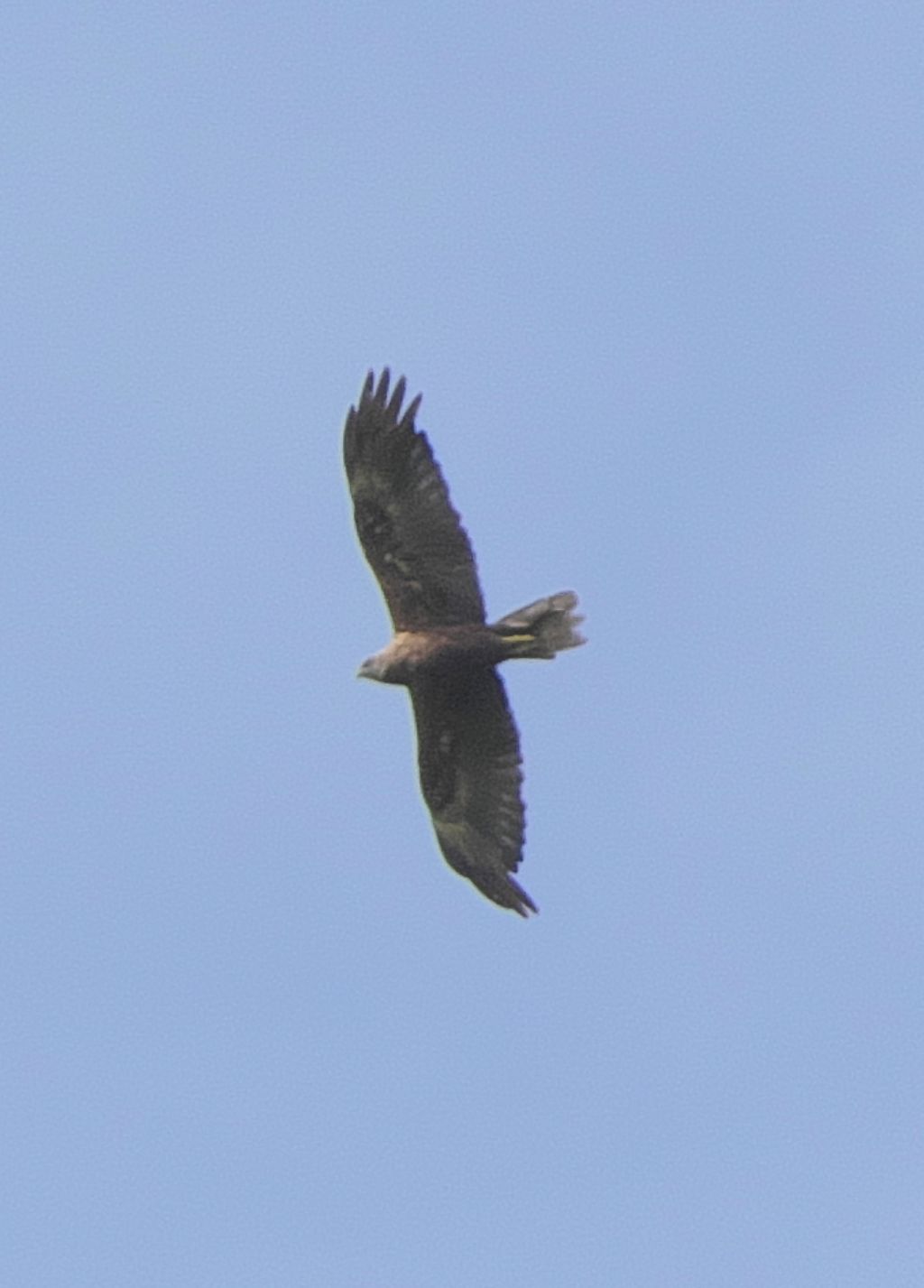 Falco di Palude (Circus aeruginosus)